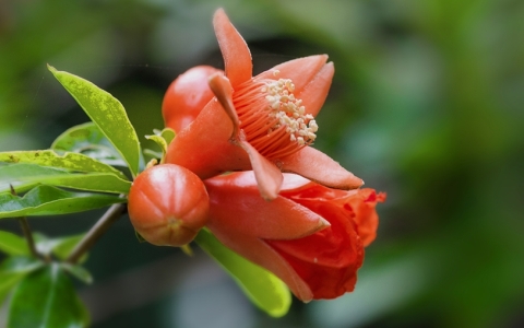 石榴花开了