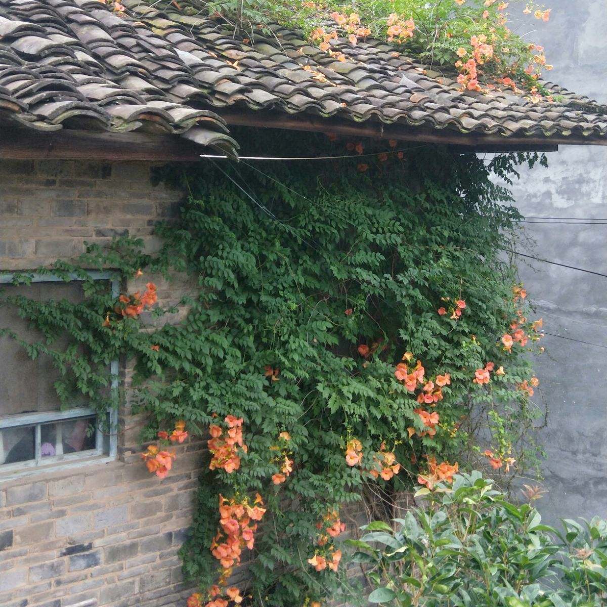 父母是座老房子