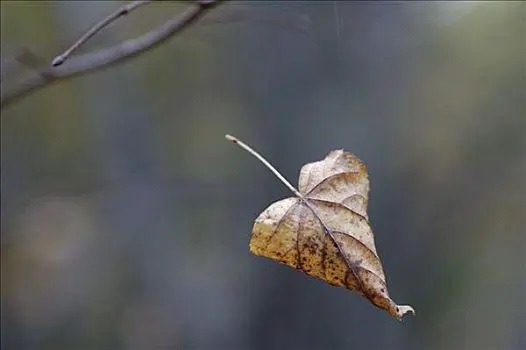 Ҷм