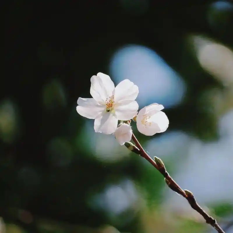 ҿɬ۾