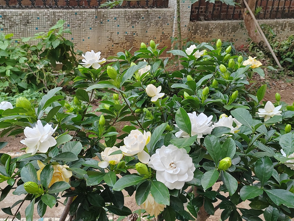 ��֦���ӣ�һ������