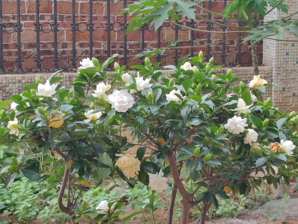 ��֦���ӣ�һ������