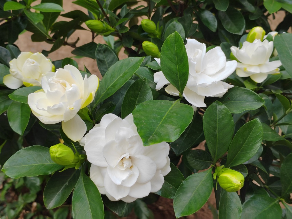 ��֦���ӣ�һ������