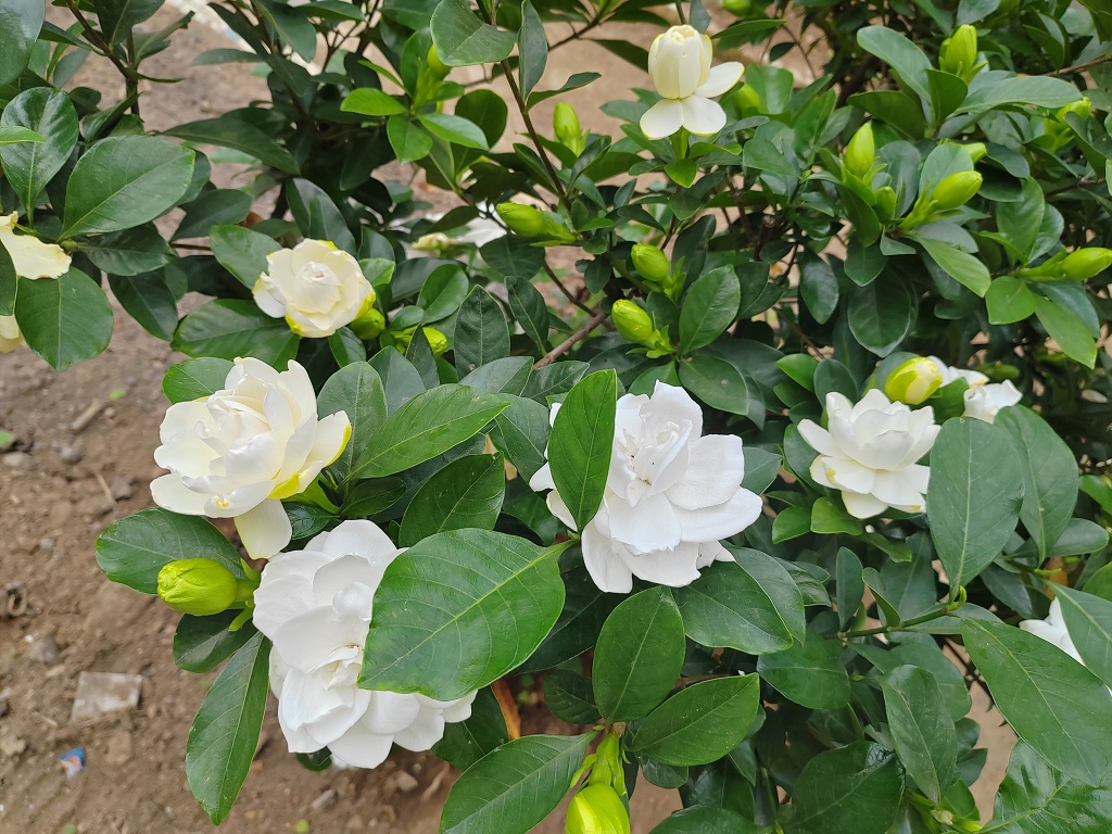 ��֦���ӣ�һ������