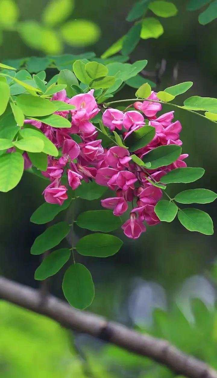 �ϻ���