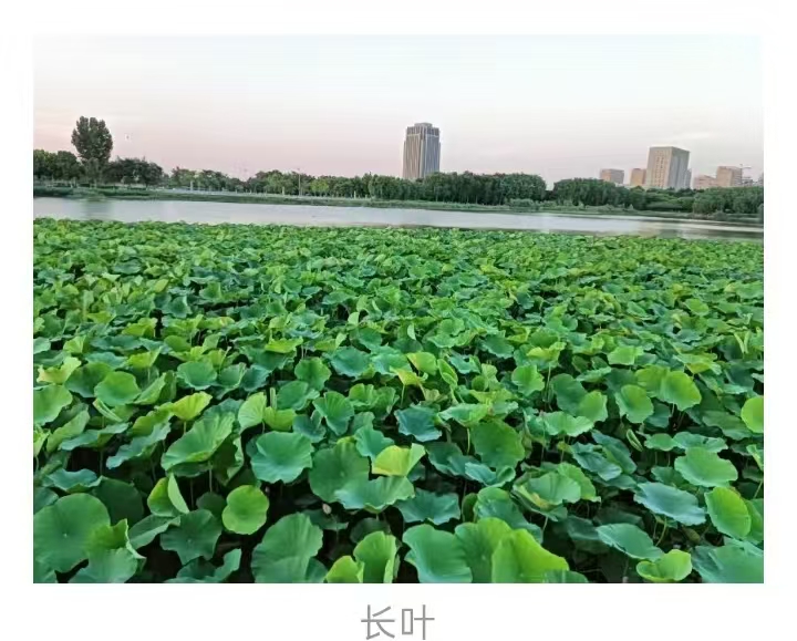 长叶