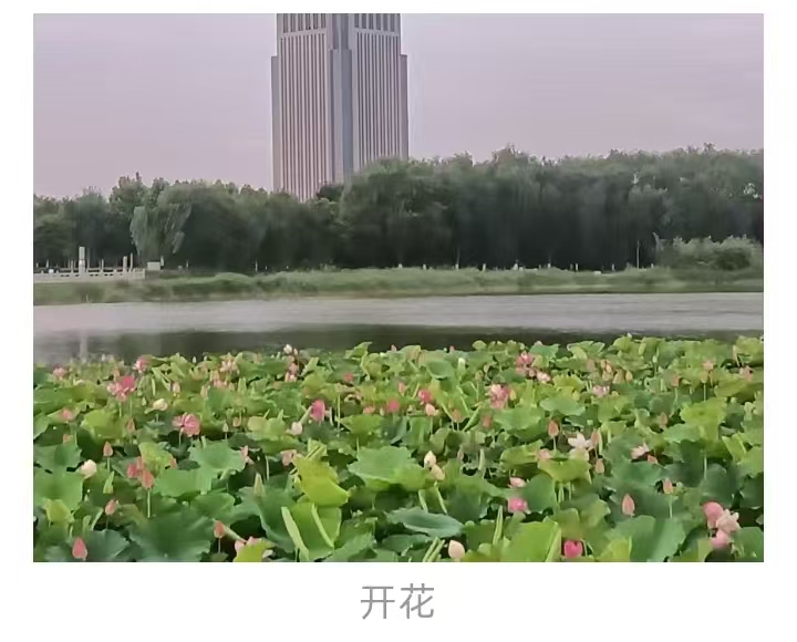 开花