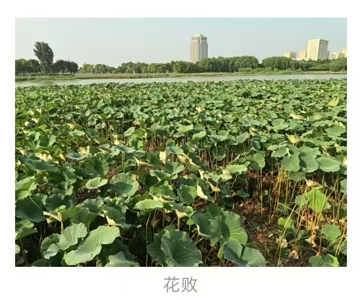 花败